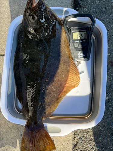 ヒラメの釣果