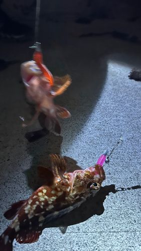 カサゴの釣果