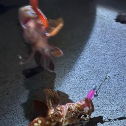 カサゴ
