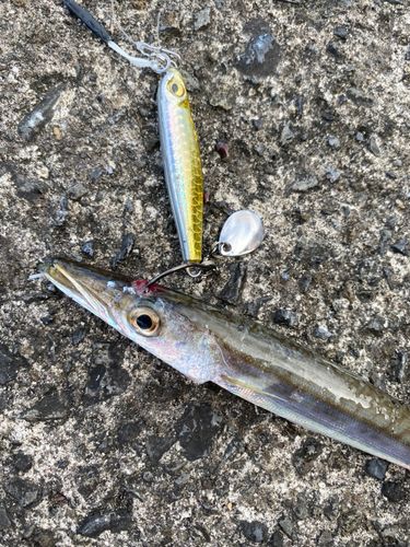 カマスの釣果