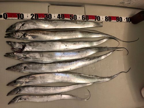 タチウオの釣果