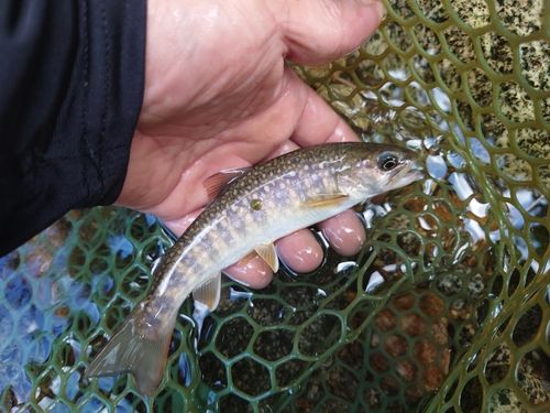 ニッコウイワナの釣果