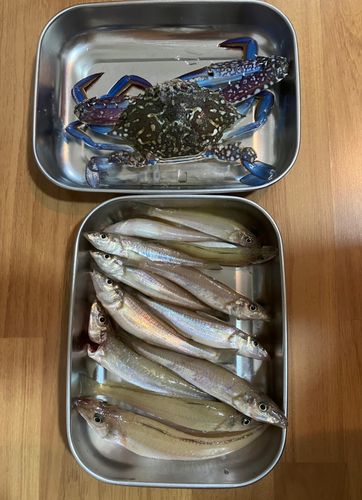 キスの釣果