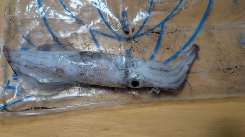 ケンサキイカの釣果