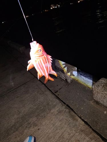 アヤメエビスの釣果