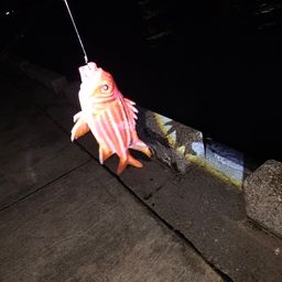 アヤメエビス