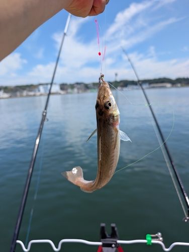 シロギスの釣果