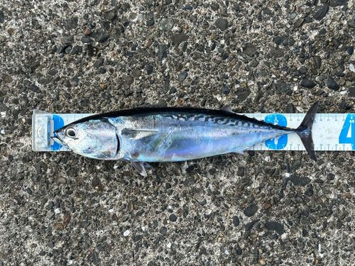 マルソウダの釣果