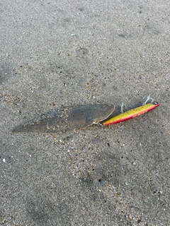 シタビラメの釣果