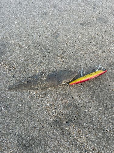 シタビラメの釣果