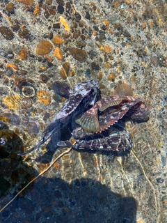 キジハタの釣果