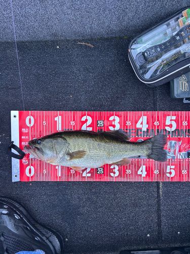 ラージマウスバスの釣果