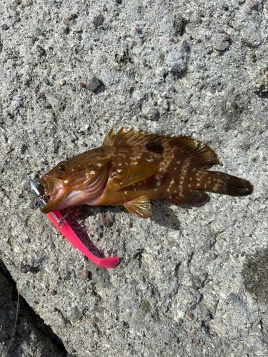 キジハタの釣果