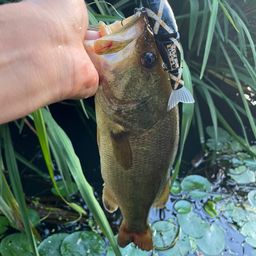 ラージマウスバス