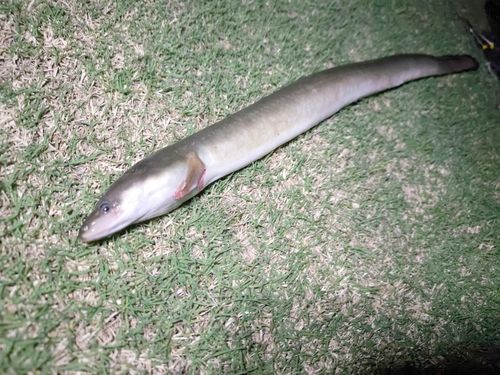 ウナギ