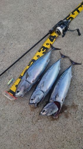 ソウダガツオの釣果