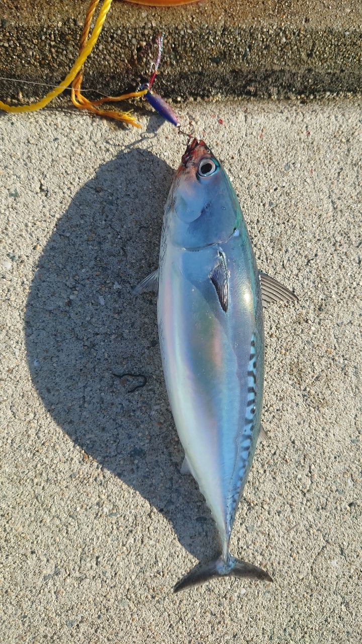 ソウダガツオ