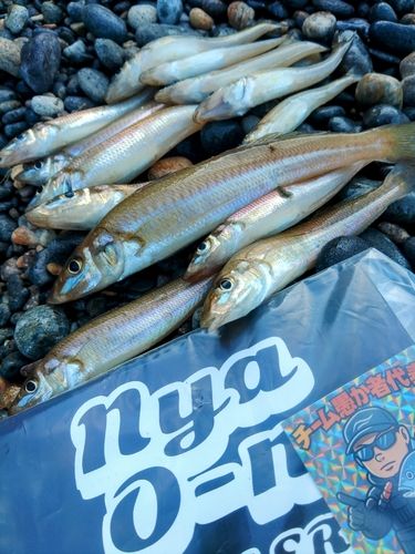 キスの釣果