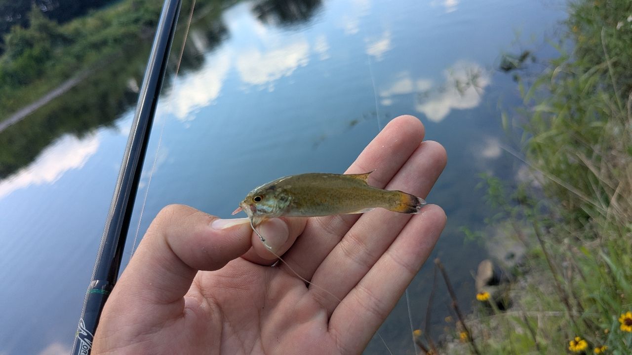 スモールマウスバス