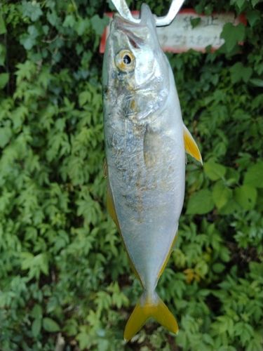 ヒラマサの釣果