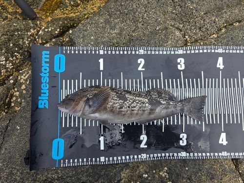 アイナメの釣果