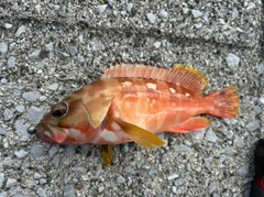 アカハタの釣果