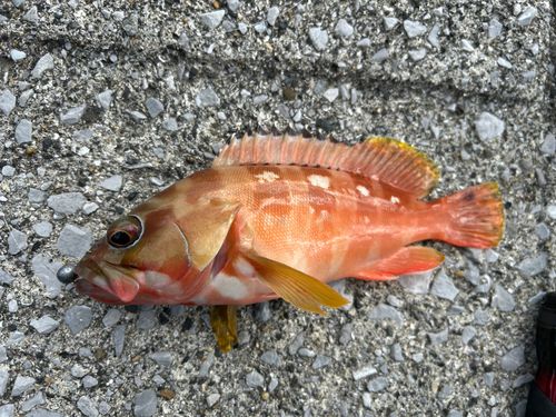 アカハタの釣果