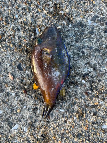 キタマクラの釣果