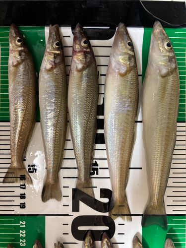 キスの釣果