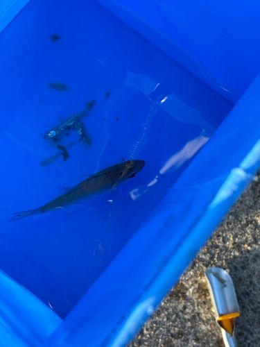 ネンブツダイの釣果