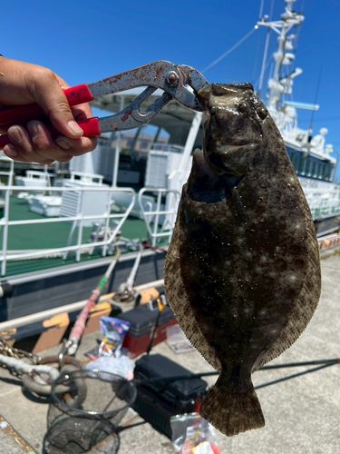 ヒラメの釣果