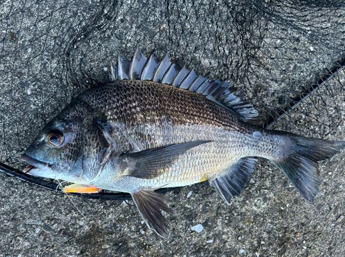 クロダイの釣果