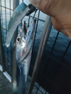 タチウオの釣果