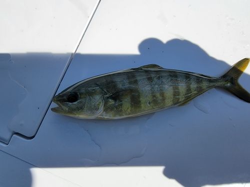 釣果