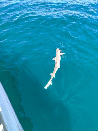 サメの釣果