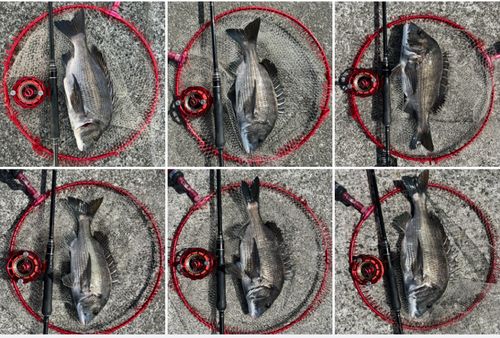 チヌの釣果