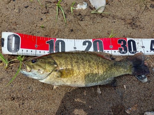 スモールマウスバス