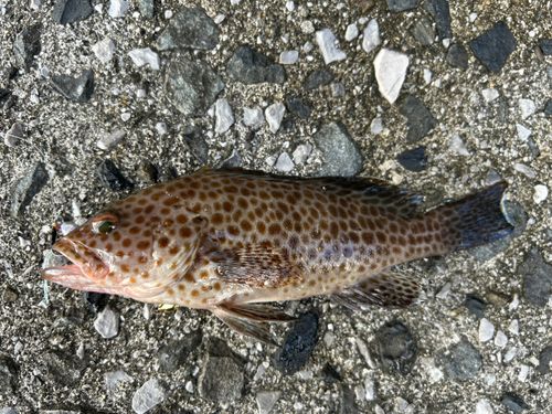 オオモンハタの釣果