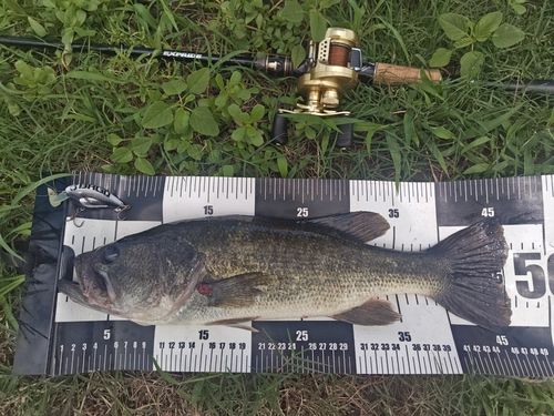 ブラックバスの釣果