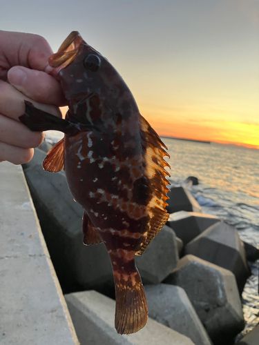 キジハタの釣果