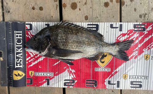 クロダイの釣果