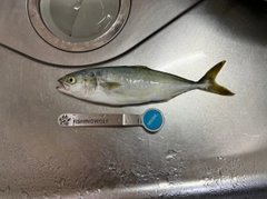 ワカシの釣果