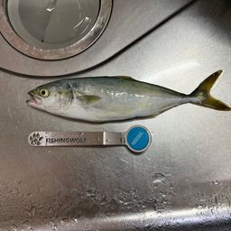 ワカシ