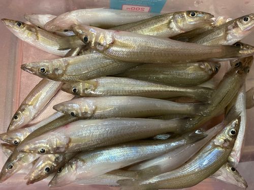 キスの釣果