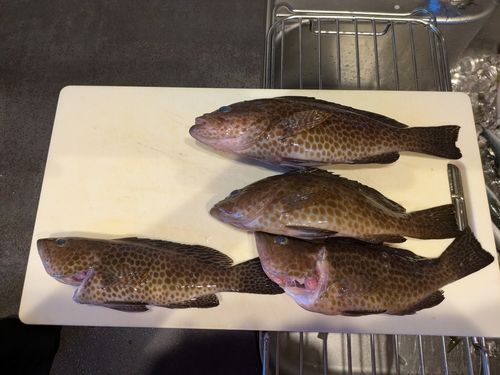 オオモンハタの釣果