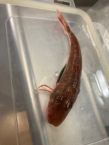 ホウボウの釣果
