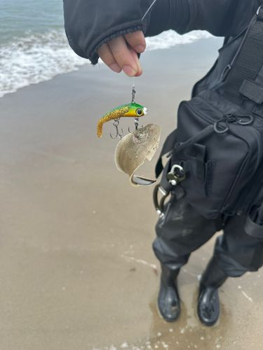 シタビラメの釣果