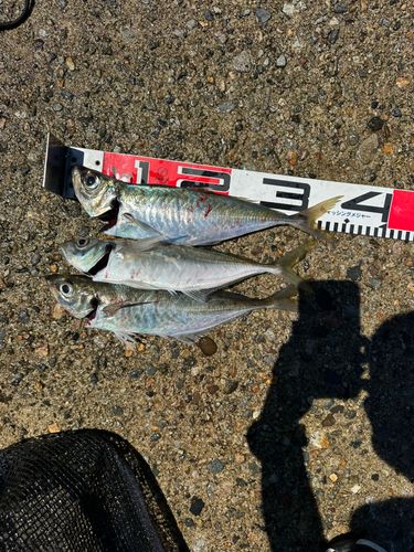 アジの釣果