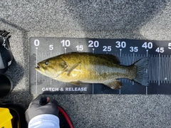 スモールマウスバスの釣果