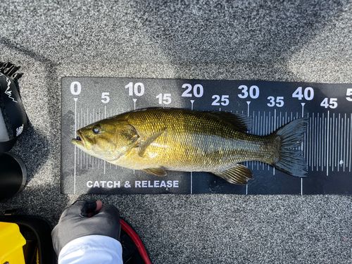 スモールマウスバスの釣果